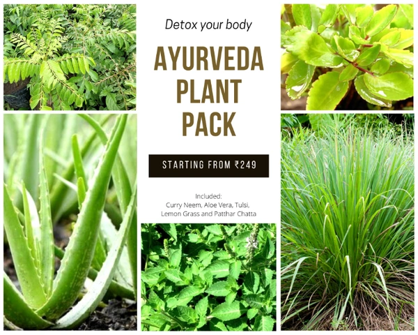Ayurvedic Detox Pack